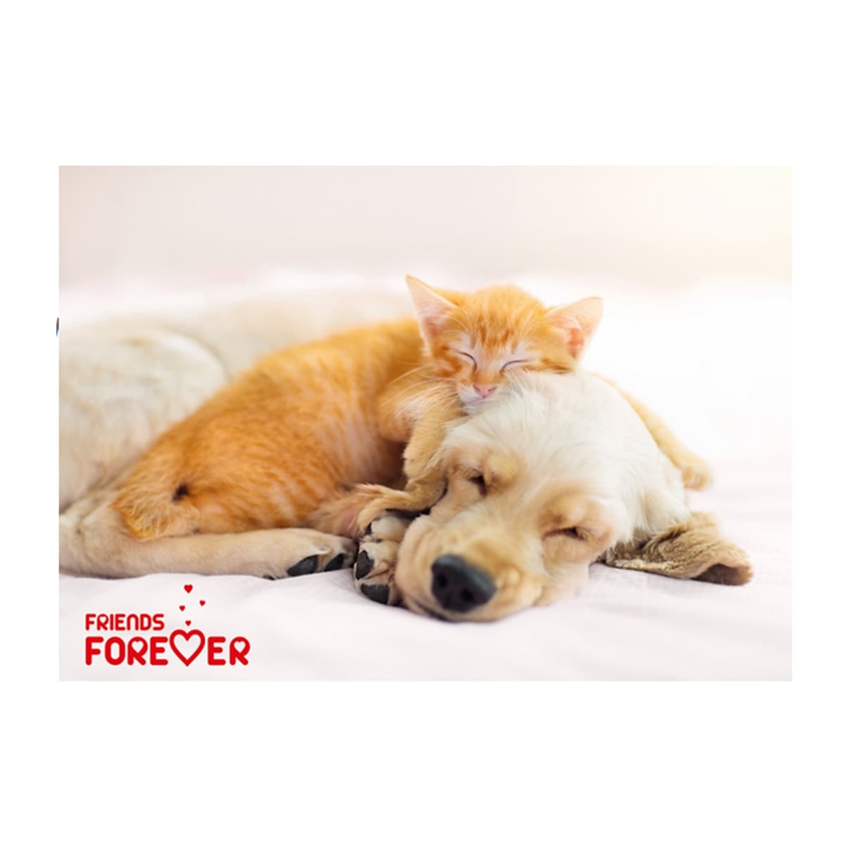 Caiet mecanic PP A4, design animale